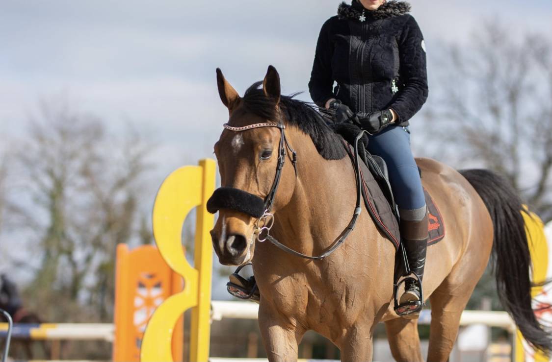 Forger des Liens Profonds : La Communication Animale au Service des Chevaux