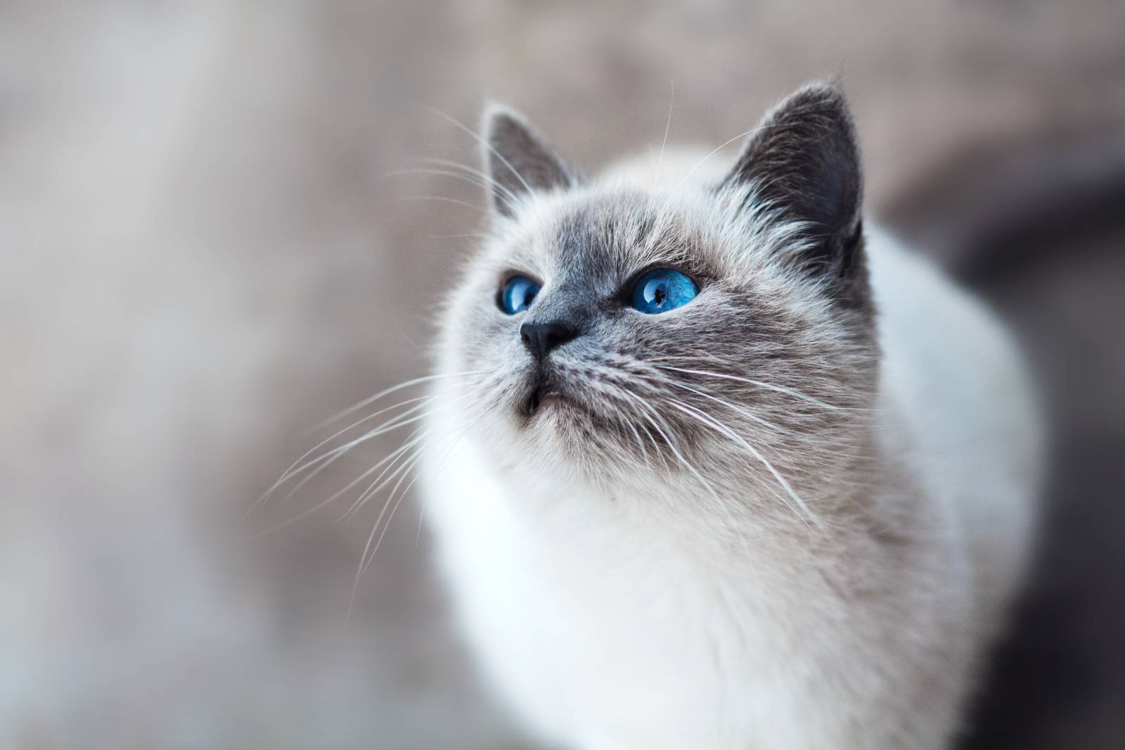 Communication Animale avec les Chats : Une Solution pour Comprendre et Résoudre leurs Problématiques